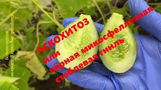 АСКОХИТОЗ одна из самых опасных болезней 🥒 Проверьте свои огурцы 💥 описание и лечение 🚑