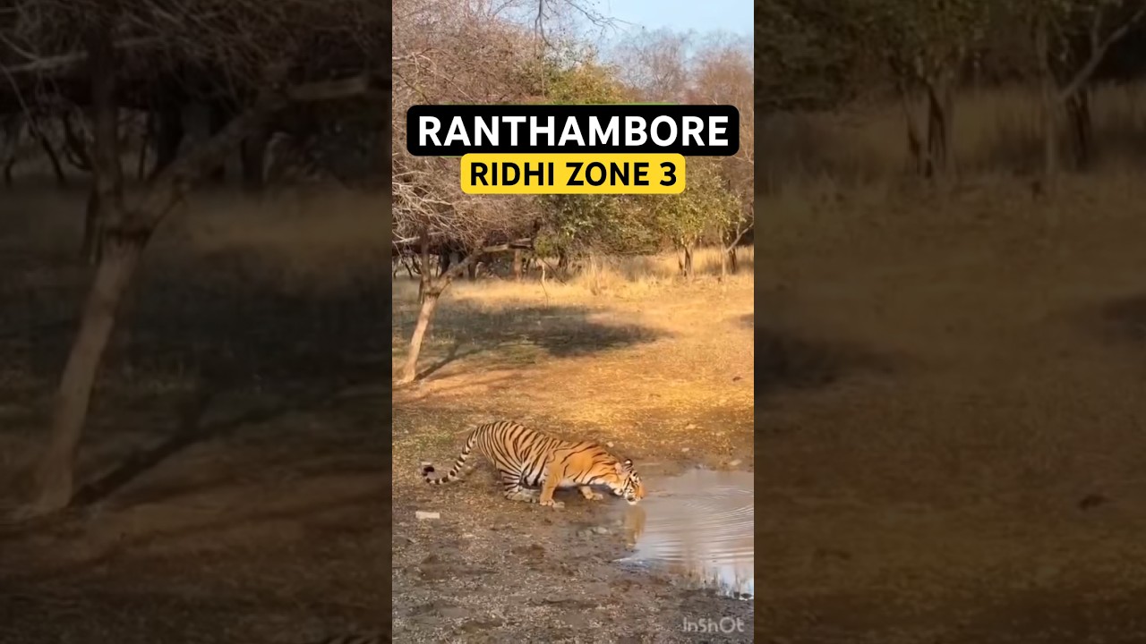 Rare Tiger sighting In Ranthambore Zone 3 