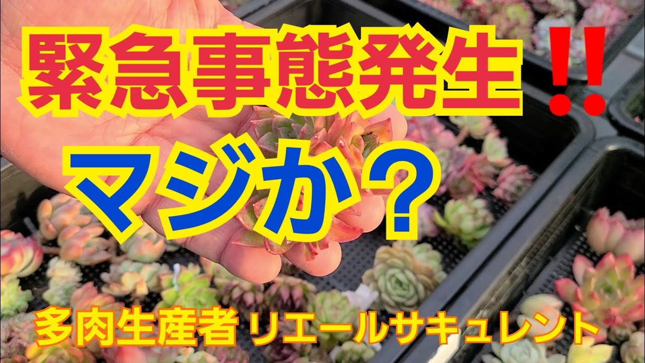 多肉植物 ガーデニング 緊急事態発生 マジか 22年11月9日 Youtube