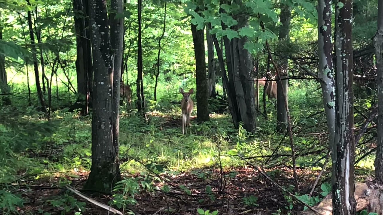 Stoopid Deer in the Stoopid Forest