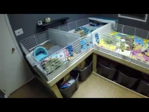 small pets for kids The New Pet Room Reveal
