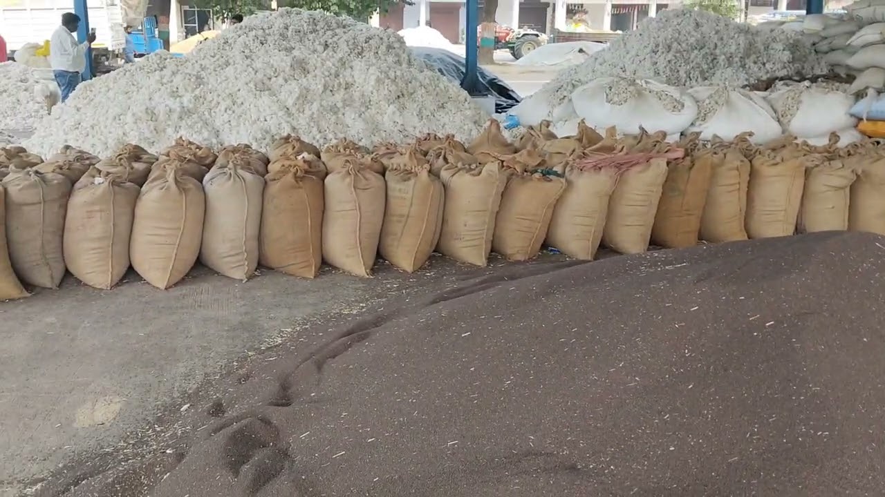 चरखी दादरी अनाज मंडी सरसों भाव की जानकारी 29 अक्टूबर 2025 