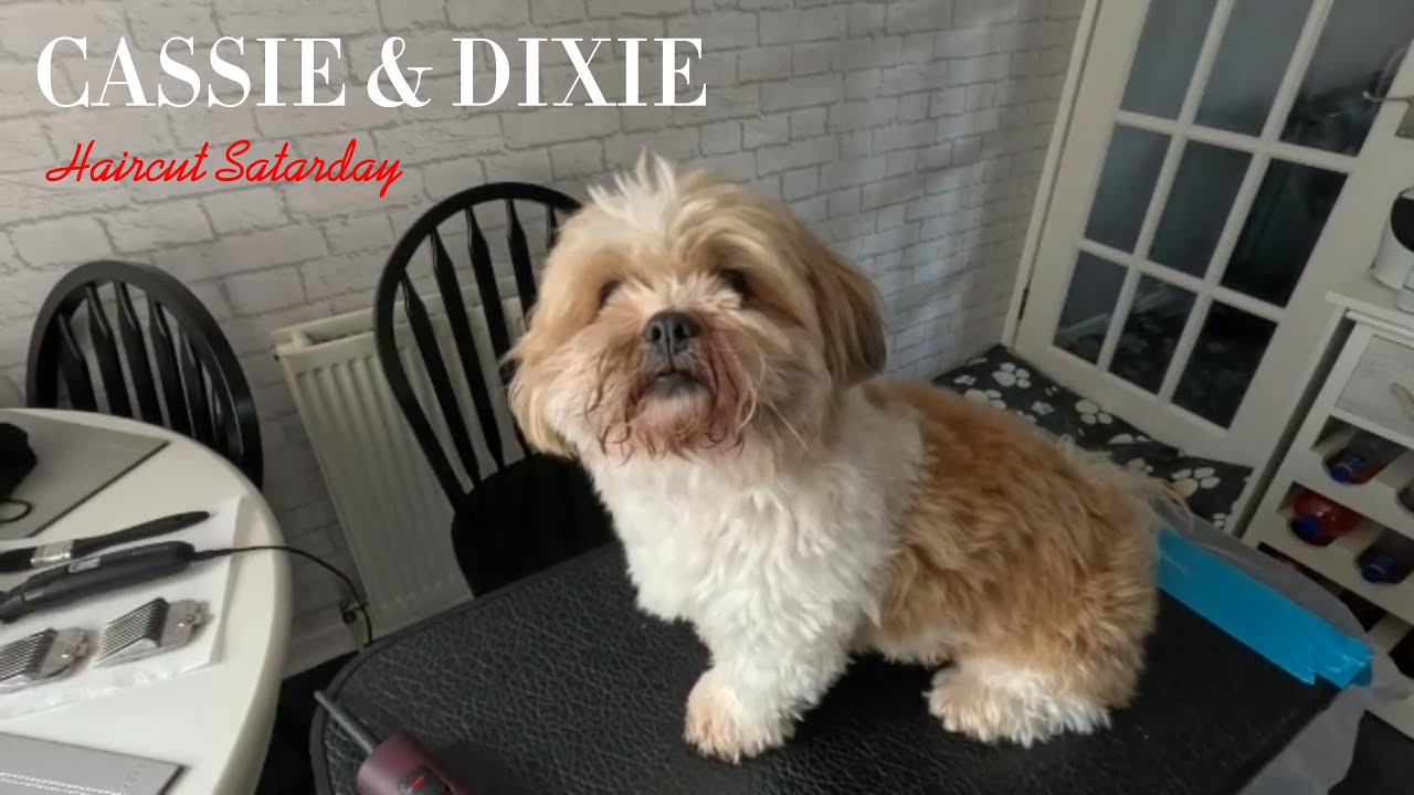 Lhasa apso Haircut YouTube