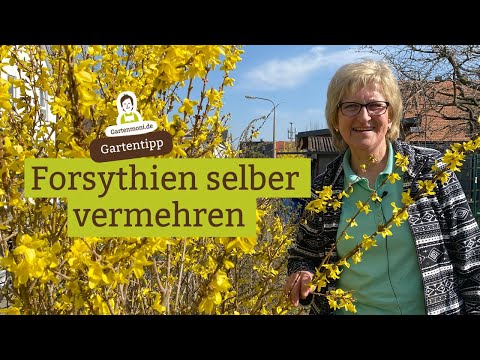 Video: Reproduktion Von Forsythien (15 Fotos): Wie Kann Man Forsythien Durch Schichtung Im Frühjahr Und Sommer Richtig Vermehren? Andere Methoden