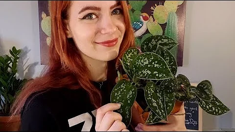Beginner's Guide to Picking Out a Houseplant w/ Tips | ASMR