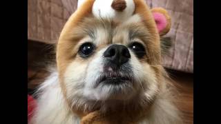 チーポン記念日