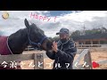 【TCC】ウマミラ！大好きな今浪さんに曳いてもらってハッピーな馬はこちら♡｜ゴールドフラッグ｜ゴルシ弟