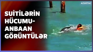 Xəzər dənizində suiti insanlara hücum etdi Resimi