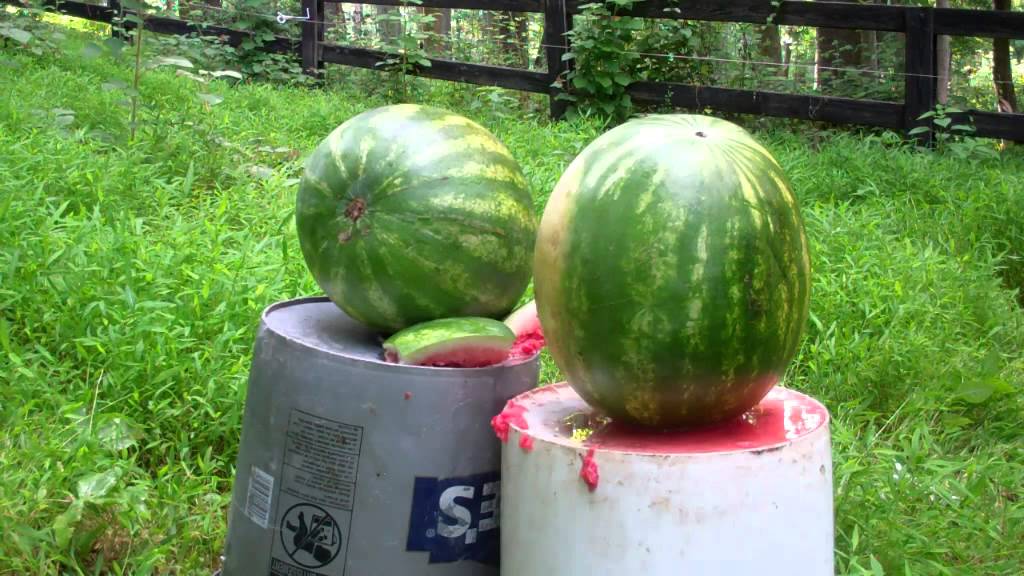 G2 Research RIP Round 380 ACP Watermelon Test 2 Watermelons YouTube
