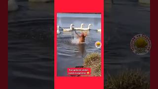 Kaz gelecek yerden tavuk esirgenmez 😂 #gülmek #komedi #komik #kaz #tavuk #shorts