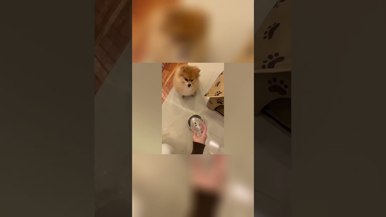 Funny Dogs Compilation #21 🤣🤣🤣 #shorts      #FunnyDogs#DogHumor#DogVideos#doglovers #pets #doghumor