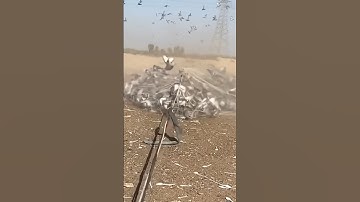 Thousands of Pigeons Net trap #hunting #охота #chasse #birds #pigeonhunting #pigeons #wildlife
