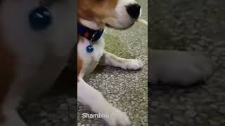 Shambhu the Beagle