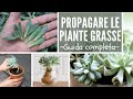 COME PROPAGARE LE PIANTE GRASSE - guida completa -