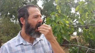How to tell if a fig is ripe