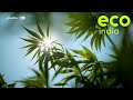 Eco india in the hills of uttarakhand extracting industrial hemp has helped local farmers prosper