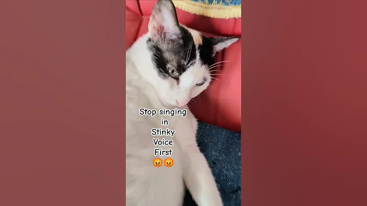 Video 9934811: funnycats pets catlover cats, pets catlover funnycats animal, bath cat funnycats