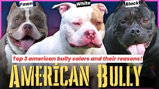 Top 3 american bully colors and their reasons! What are the 3 rarest american bully colors?