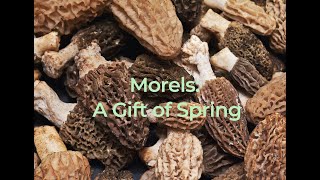 Morels: A Gift of Spring