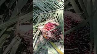 Rerata produksi TBS Sawit perhektar pertahun. shortsviral sawitrakyat sawitunggul palmoil