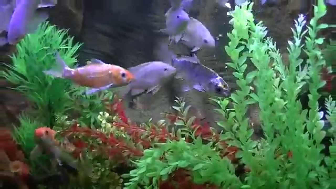 3D Aquarium Background Amazon Rainforest YouTube