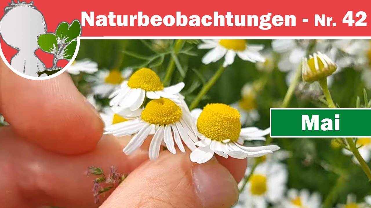Naturbeobachtungen 42 - Kamille(n) und NICHT-Kamillen, Weiserflächen & Zaun, Rotblättriger Bergahorn