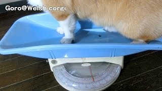 20131019 Part 3 cute corgi puppies are about 7Kg / コーギー子犬の体重測定