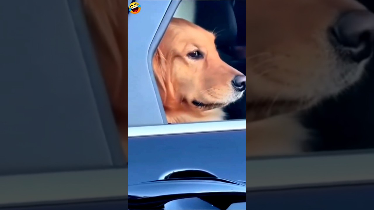 dog Tum Kitna cute ho 😂