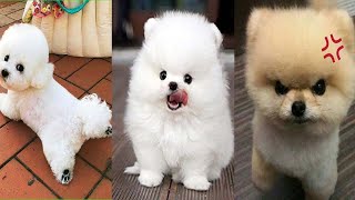 dog hd video  Cute Pomeranian#pets #labrador #puppy