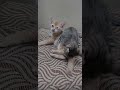 Rear Choke to Leg Bite #cat #funnycats #shortsfeed #shorts #trending 