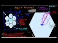 Hepatic Physiology 3: Sinusoids & Surrounding Cells