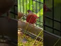 African Fire Finch Waxbill Lagonosticta Senegala Eating Millet Seedlings For The First Time 