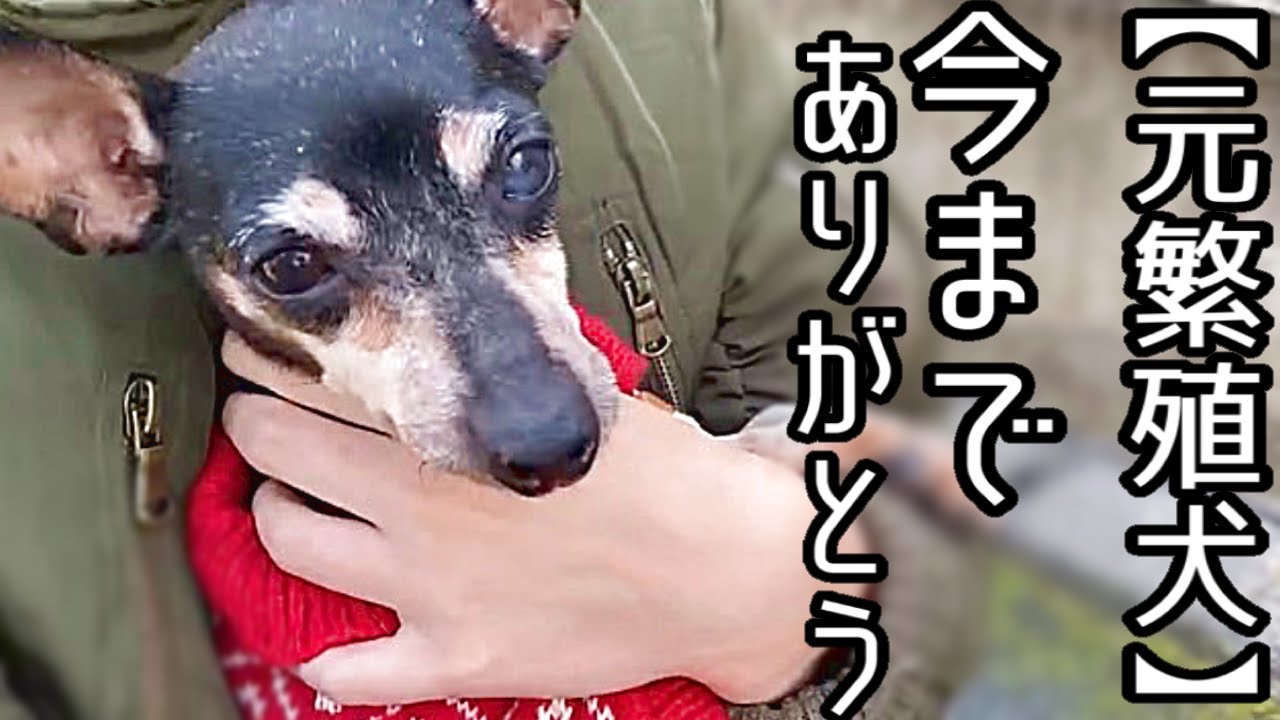 繁殖犬から家庭犬としての一歩を踏み出した八重ちゃん 里親さまの元での初日の様子をお届けします Youtube