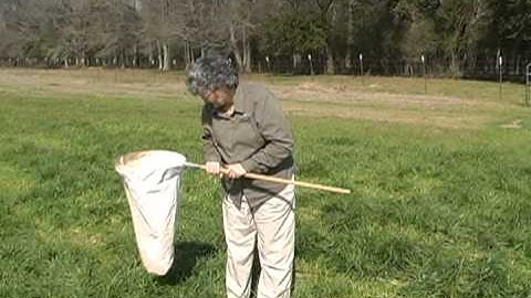How to Use a Sweep Net to Find Fall Armyworms