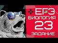 ЕГЭ биология 2020 Задание 23 Рохлов разбор | БиоХак