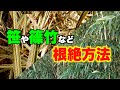 【笹、竹、完全攻略】地下茎をやっつけて根絶！
