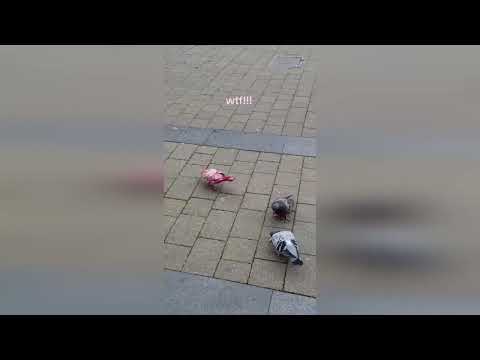 Brit left "mesmerised" after spotting bizarre pink-coloured pigeon strutting round town centre