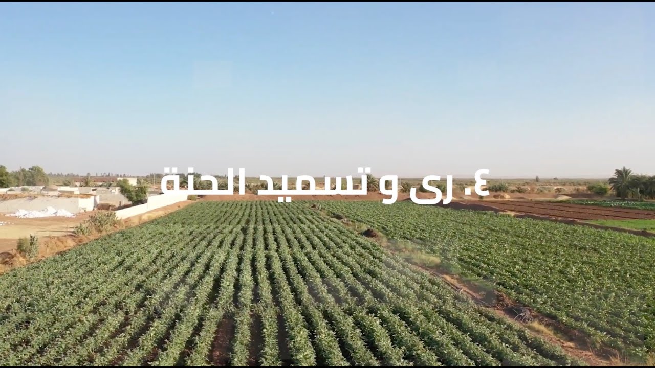 ري و تسميد الحنة