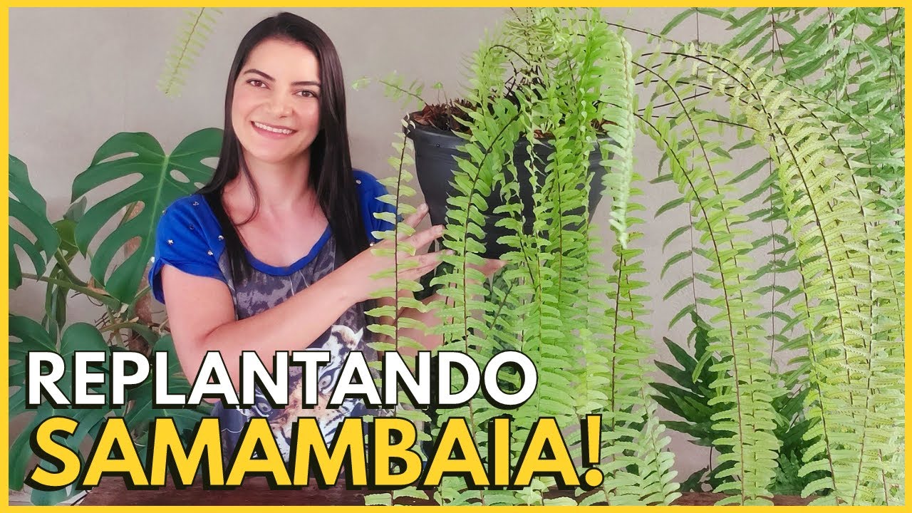 COMO TROCAR SAMAMBAIA DE METRO DE VASO?☝️