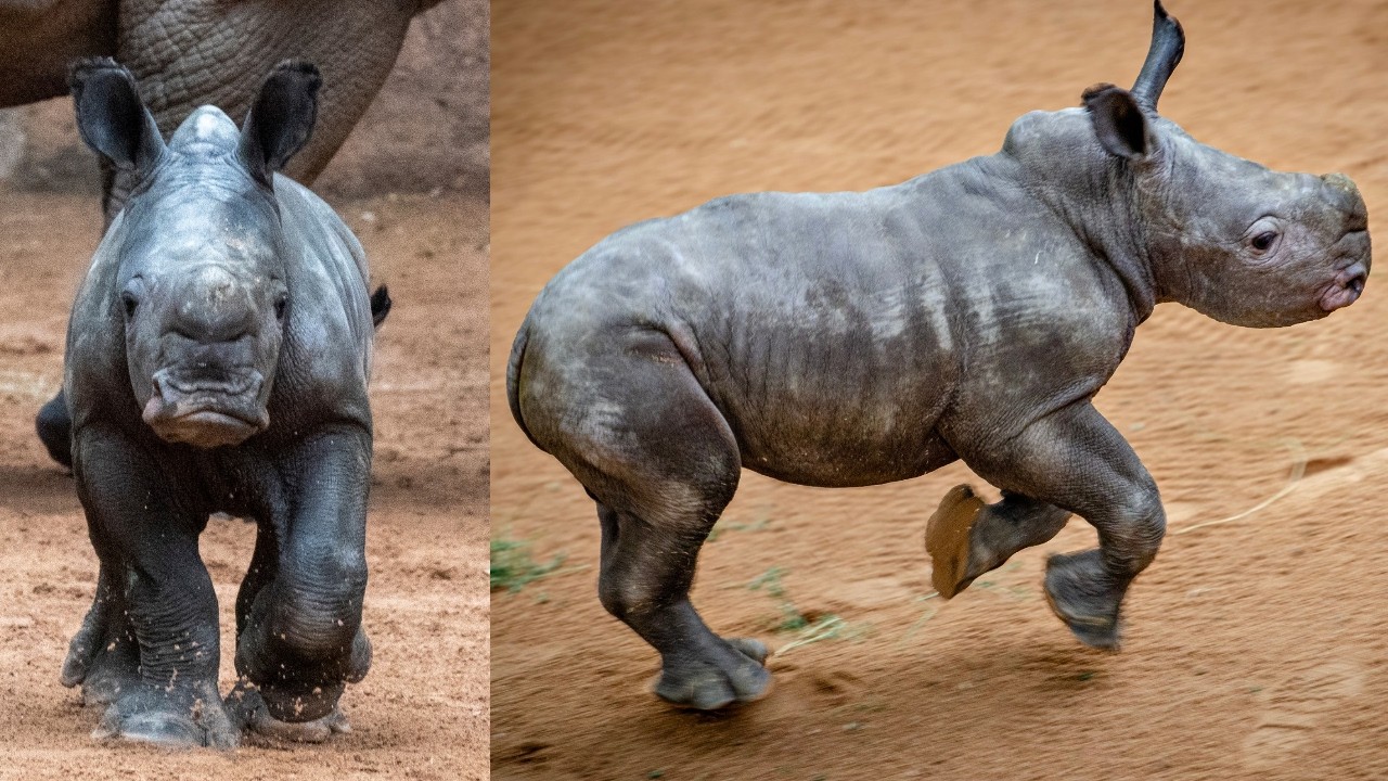Rare White Rhino Born! 🦏❤️ Meet BIOPARC's Miracle Baby - YouTube
