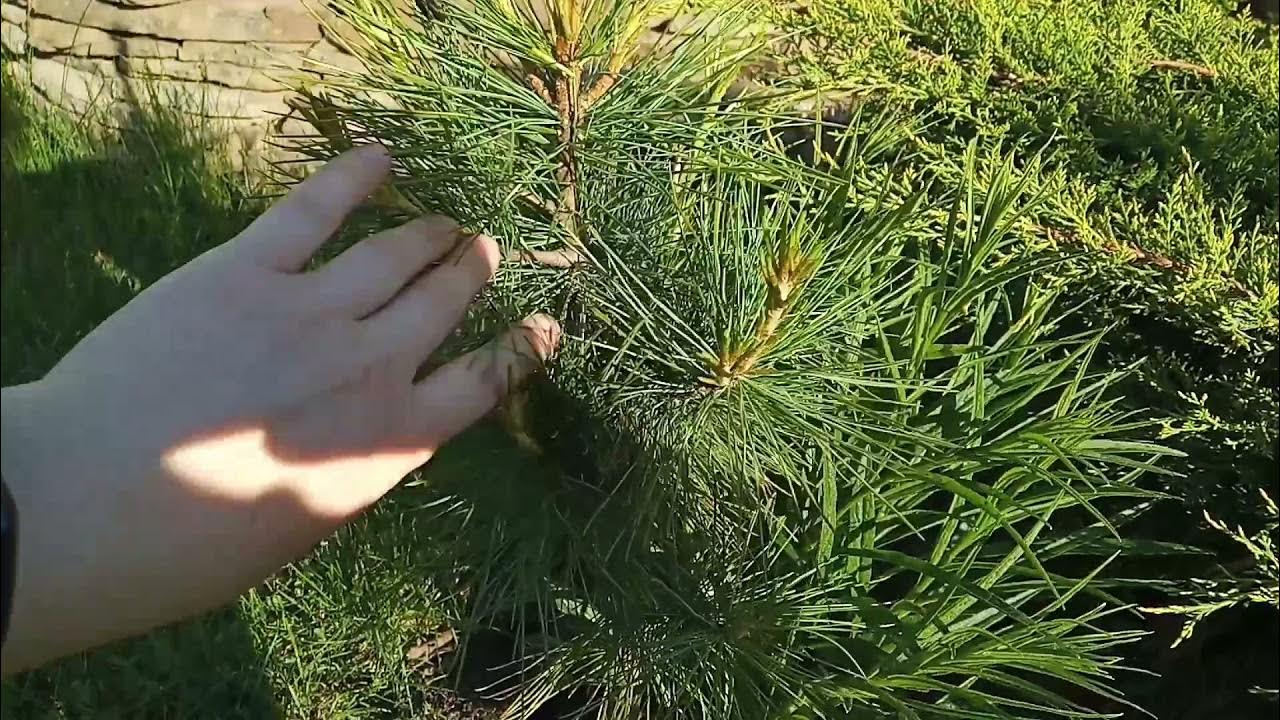Сосна срезанная фото - DelaDom.ru