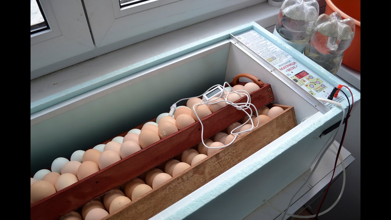 Инкубатор для яиц блиц норма