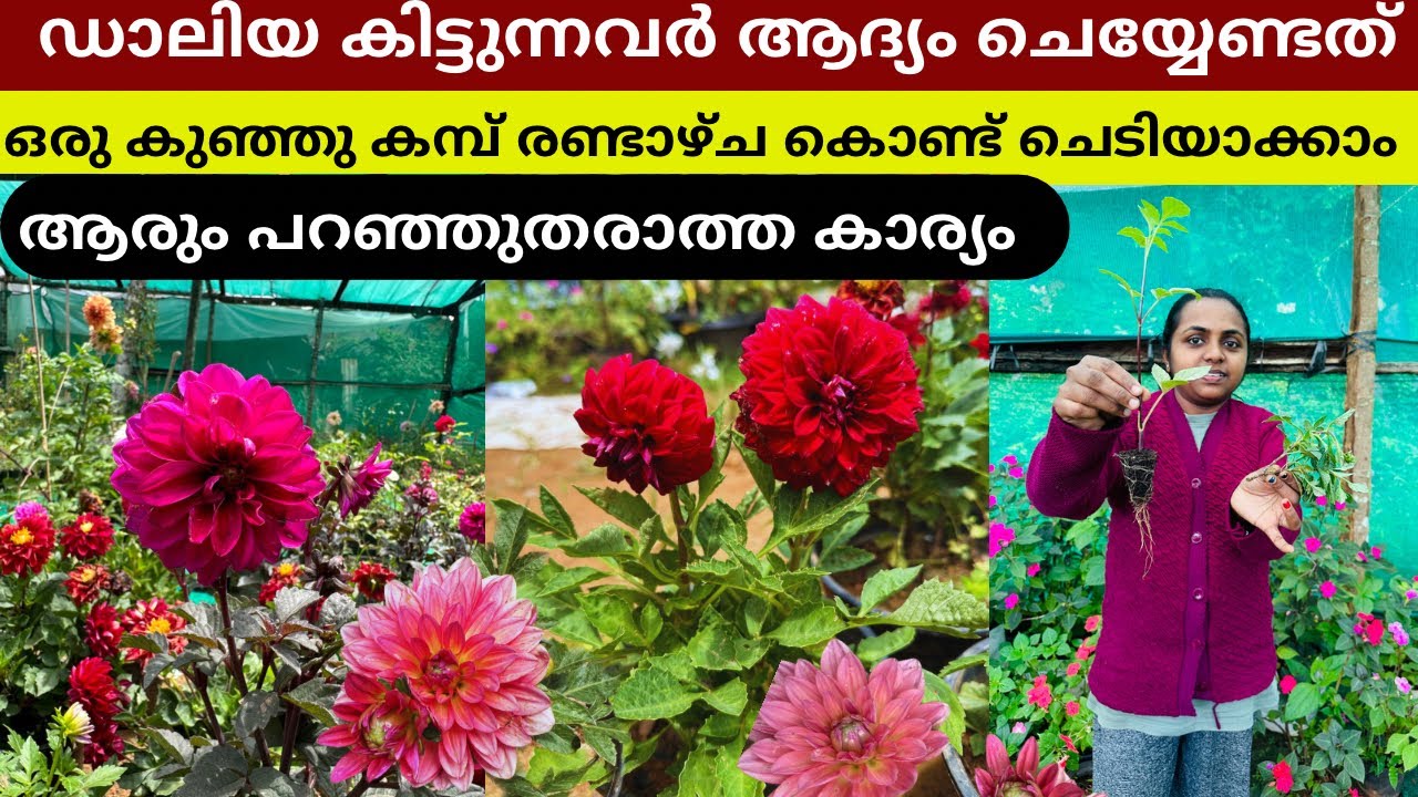 ഡാലിയ ഏതോ ആവട്ടെ ഇങ്ങനെ ചെയ്താൽ വാങ്ങിയ പൈസ വസൂൽ എത്ര തൈ വേണമെങ്കിലും ഉണ്ടാക്കാം ❤️ Dahlia Care