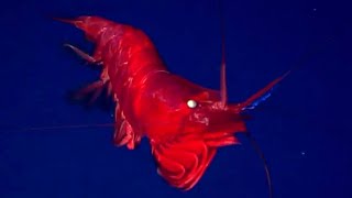 12 Strange Deep Ocean Creatures Found by ROVs in Mid-Atlantic Ridge North of Azores
