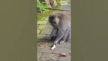 Monkey aggressive for food #monkeyforestbali #ubud #monkey #monkeyattack