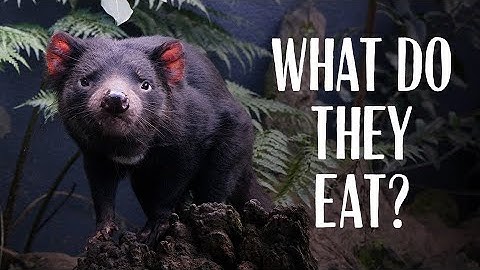 WHAT DO TASMANIAN DEVILS EAT?