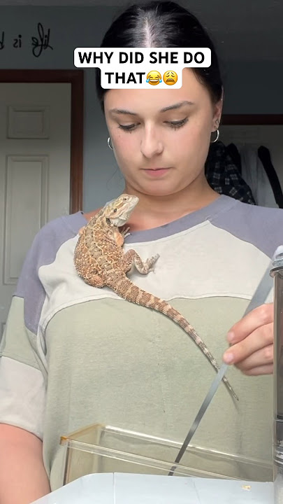 Actually UNHINGED #beardeddragon #lizard #reptiles #cutepets #pets