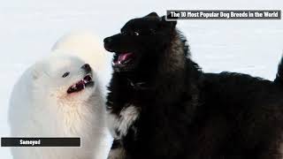 Top 10 expensive dog breeds in the world 2023 by Pet Waw 258 views 1 year ago 5 minutes, 43 seconds