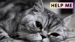 15 warning Signs Your Cat Is Extremely Crying for Help ASAP