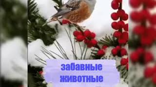 Забавные животные